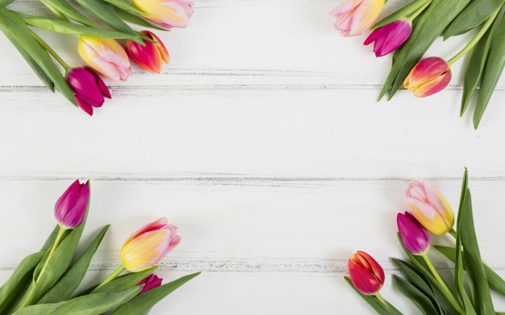 Blossoming Beauty: Vibrant Tulips Adorn a White Wooden Frame on a QHD Wallpaper Background