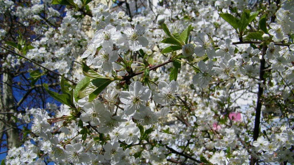 Spring Blossoms Wallpaper: Bright Blue Sky & White Flowers Background