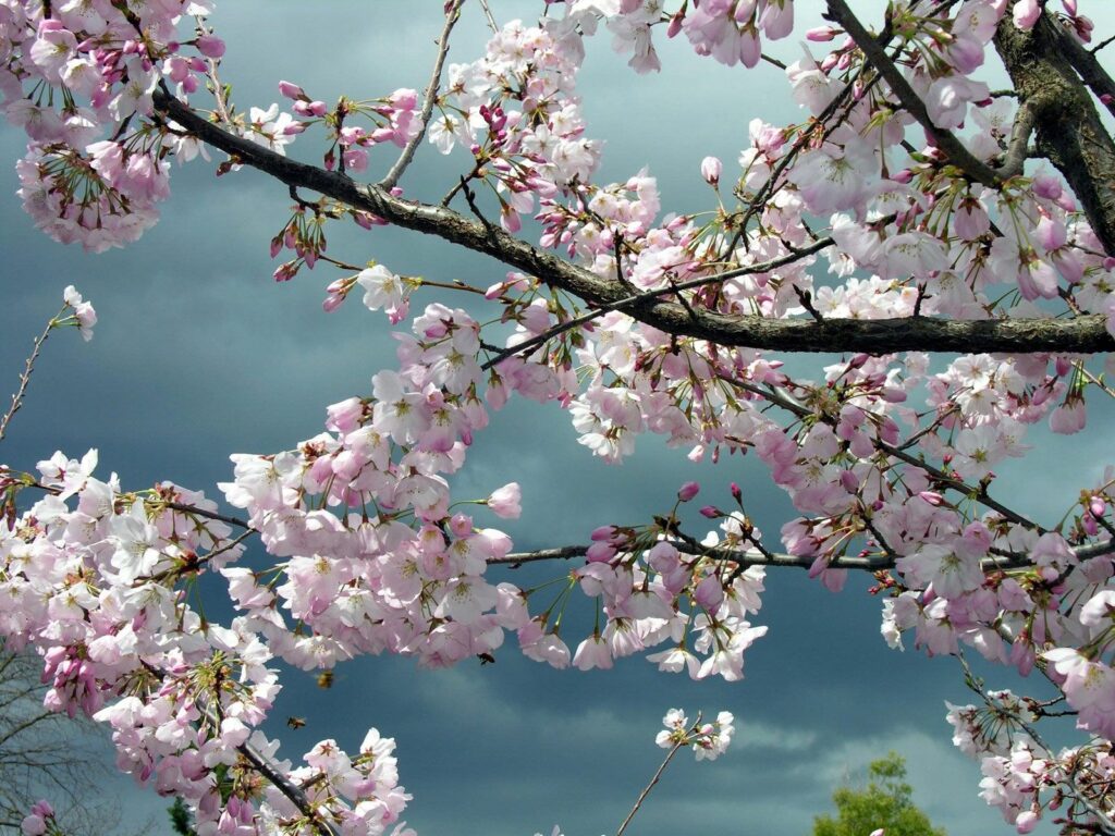 Spring Blossom Wallpaper: Pink Flowers Against Dramatic Cloudy Sky