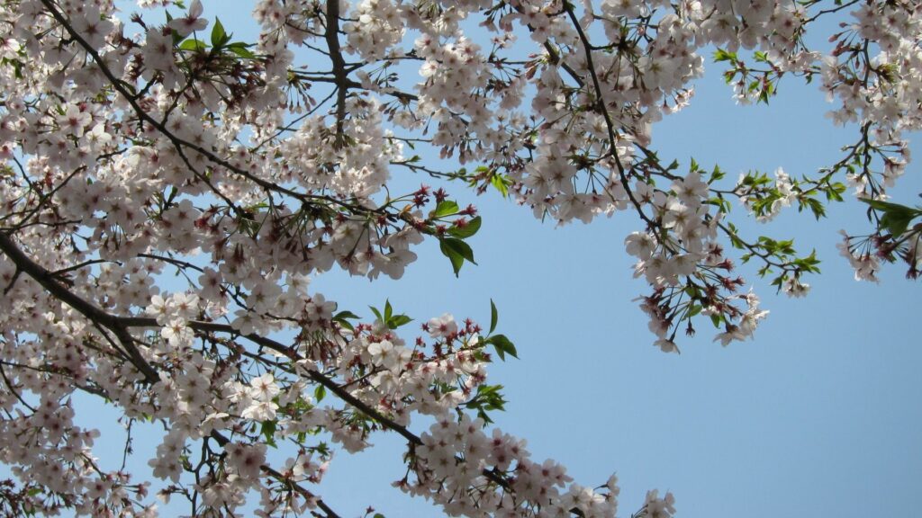 Stunning Spring Blossom Wallpaper: Serene Nature Background 1920x1080