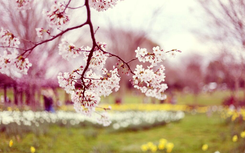 Spring Blossoms 1680x1050 Wallpaper - Vibrant Garden Background