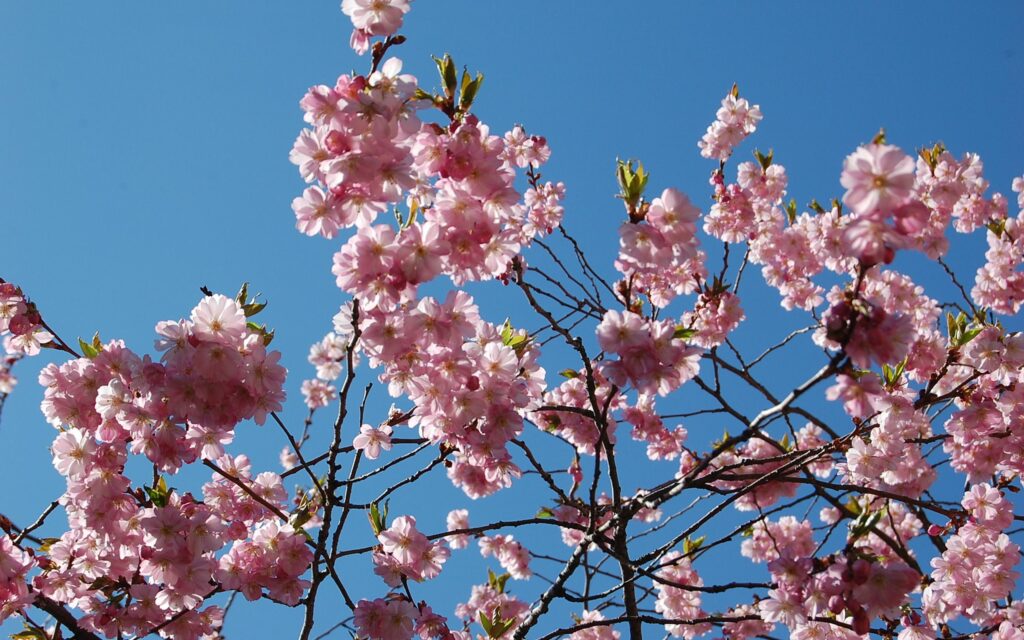 Spring Blossoms Wallpaper: Vibrant Pink Flowers & Blue Sky Background