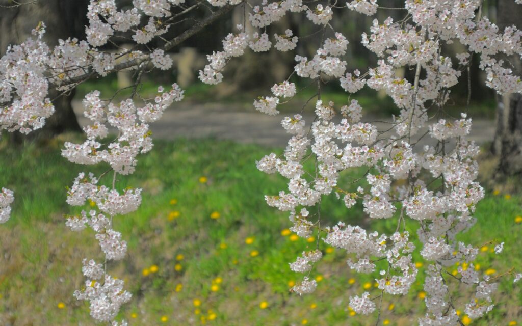 Soft pink blossom branches over green field with yellow flowers spring nature wallpaper background