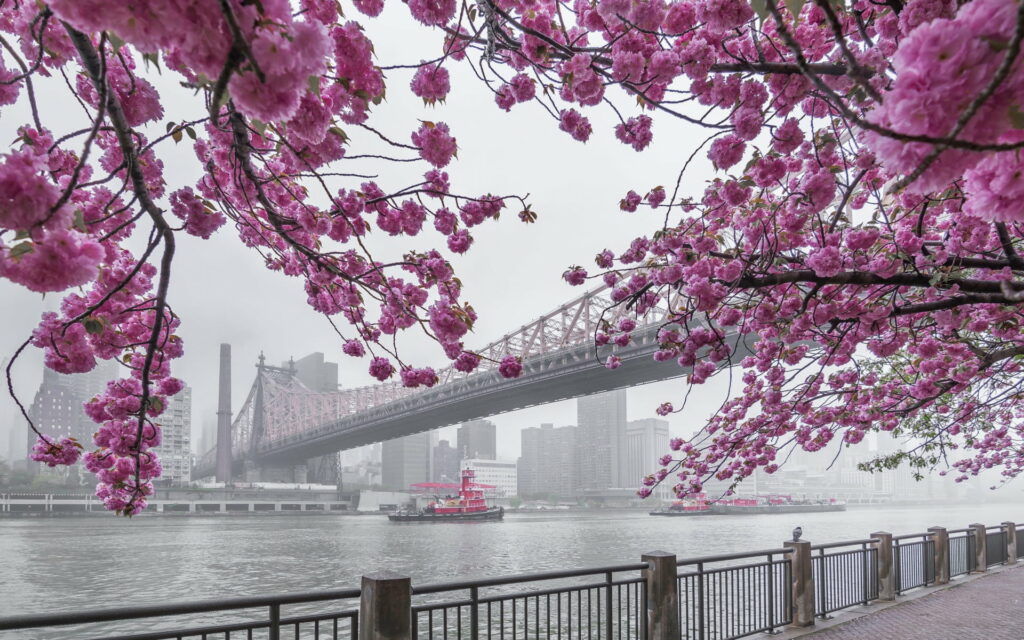 Blossoming Skies: Captivating Cherry Blossoms embellish Manhattan's Cityscape, USA Wallpaper