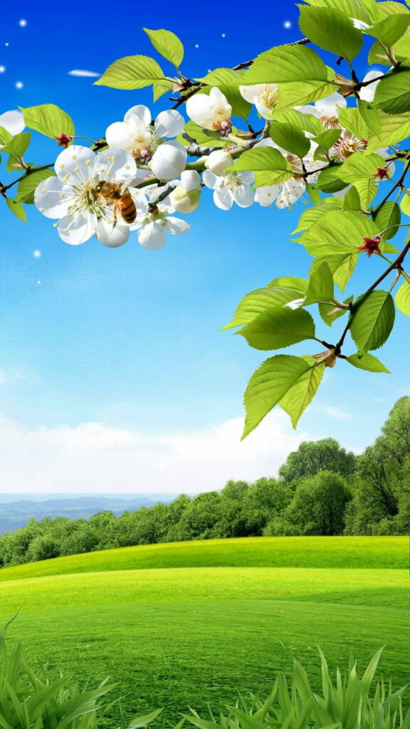 Nature's Vibrant Symphony: A Serenade of Spring through Bonito's Beauty captured in HD Phone Wallpaper