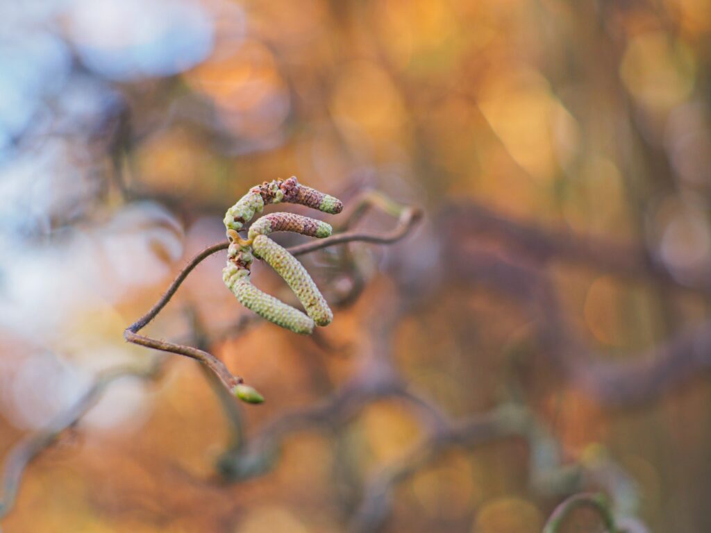 Spring Macro: Tree Branch With Budding Catkins - Warm Wallpaper