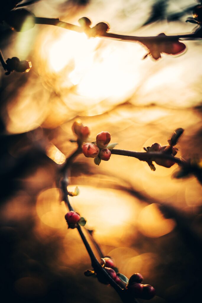 Spring Buds Close-Up Wallpaper: Warm Bokeh & Golden Glare Background