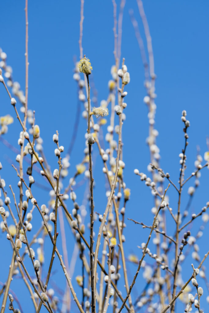 Slender branches with fresh spring buds against clear blue sky vibrant nature wallpaper background