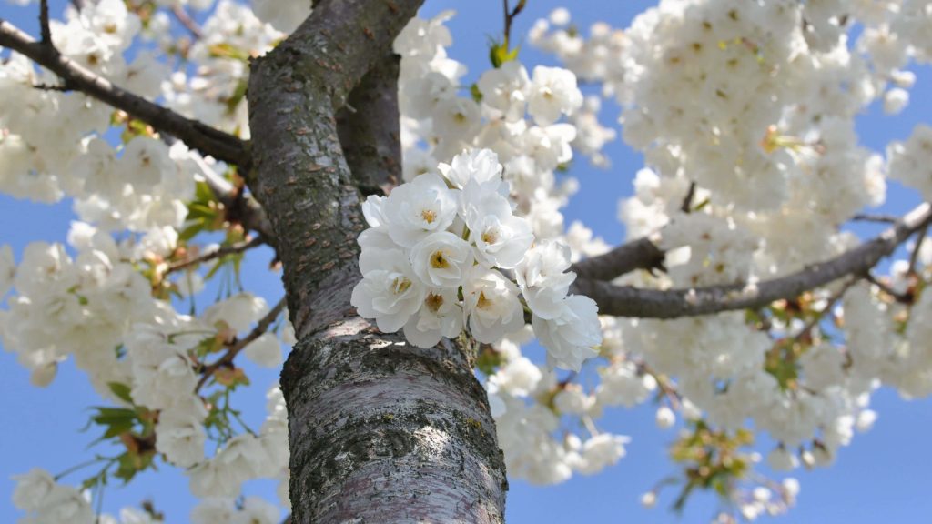 Low-angle view of textured tree trunk with white cherry blossoms against clear blue sky in spring Wallpaper