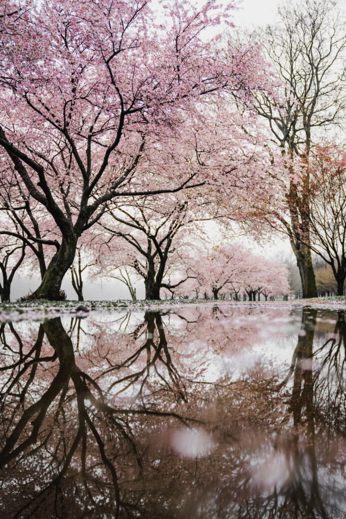 High-resolution spring wallpaper with blooming pink cherry blossoms reflecting on tranquil water