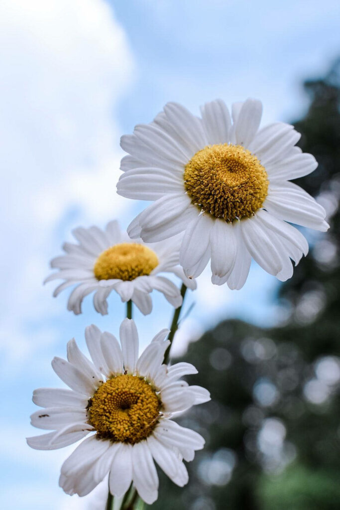 Spring Blooms: White Daisies and Blue Sky Wallpaper Background