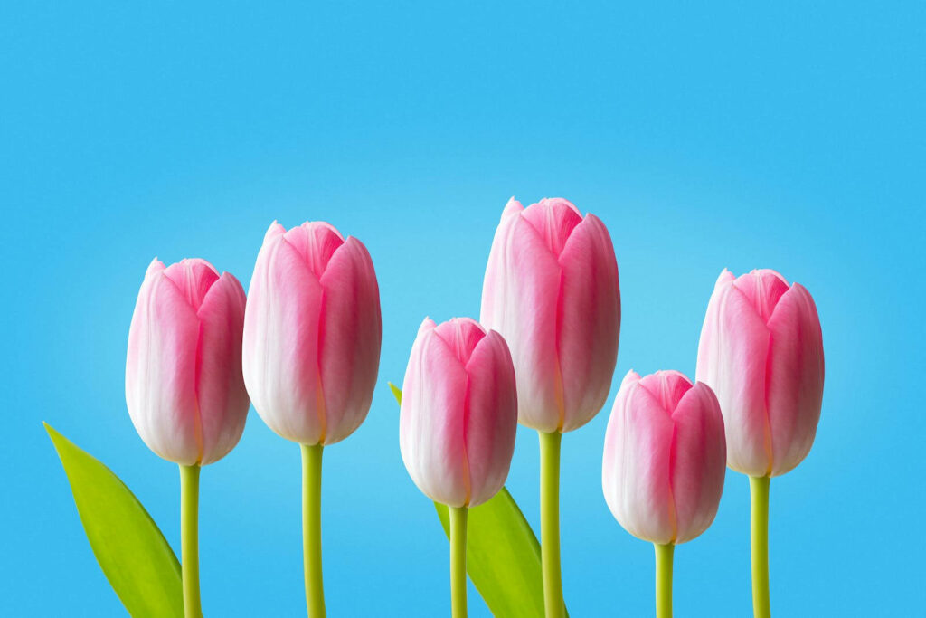 Serene Spring Awakens: HD Image of Delicate Blush Pink Tulips Blooming Against a Sky Blue Canvas Wallpaper