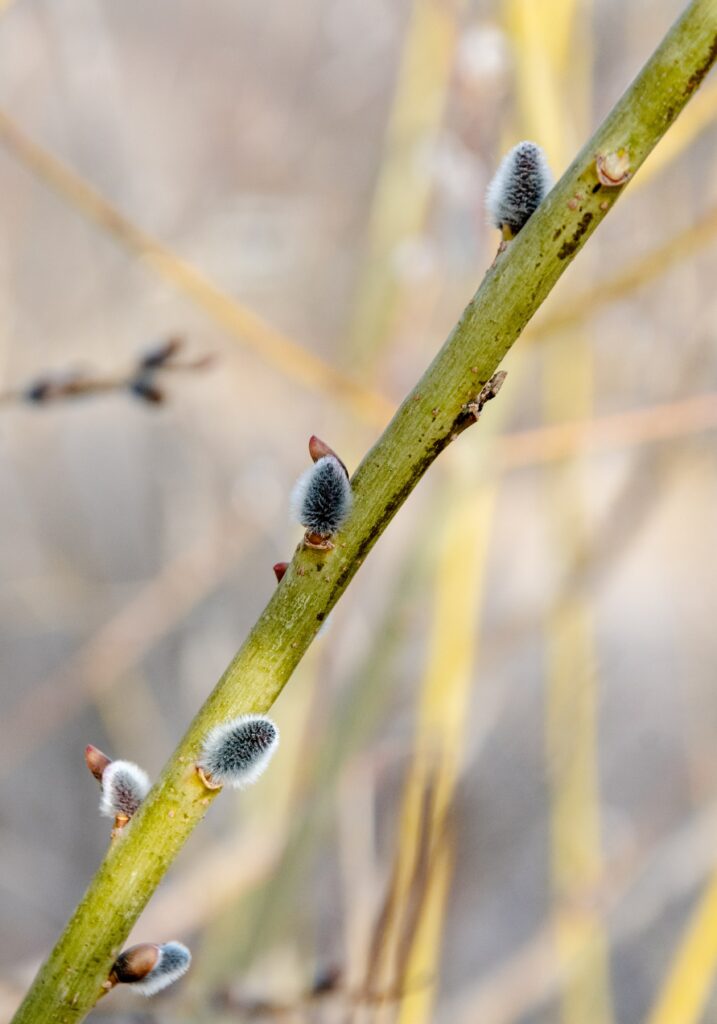 Spring Awakening: Close-Up Willow Branch Wallpaper with Budding Catkins