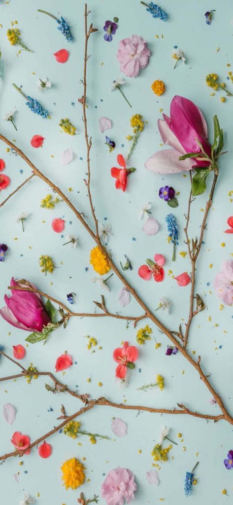 Spring wallpaper with pink magnolias yellow blossoms blue muscari on pastel blue background