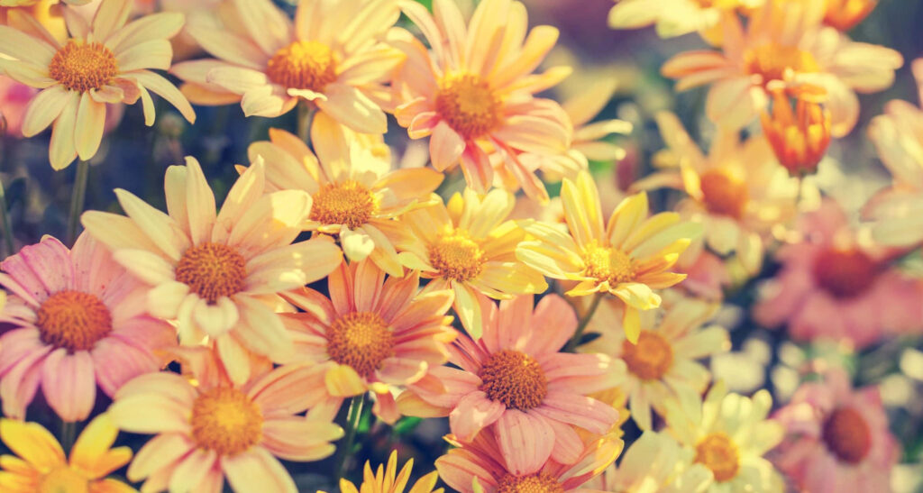 Cheerful Spring Flower Wallpaper: Soft Yellow & Peach Daisies Background