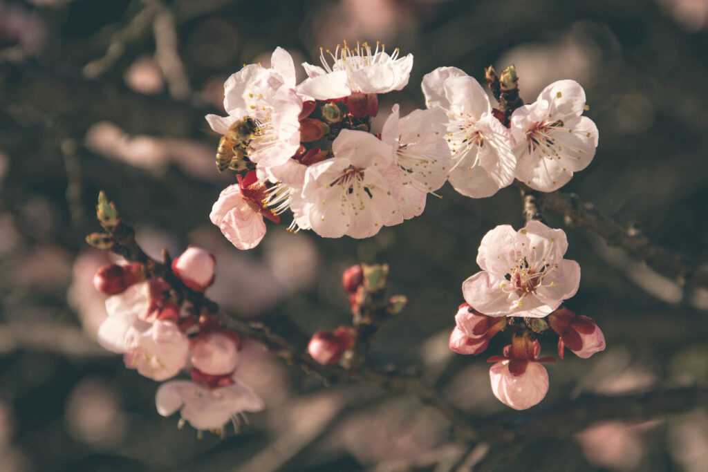 Spring Flower Wallpaper: Bees and Blooms in Soft Natural Light