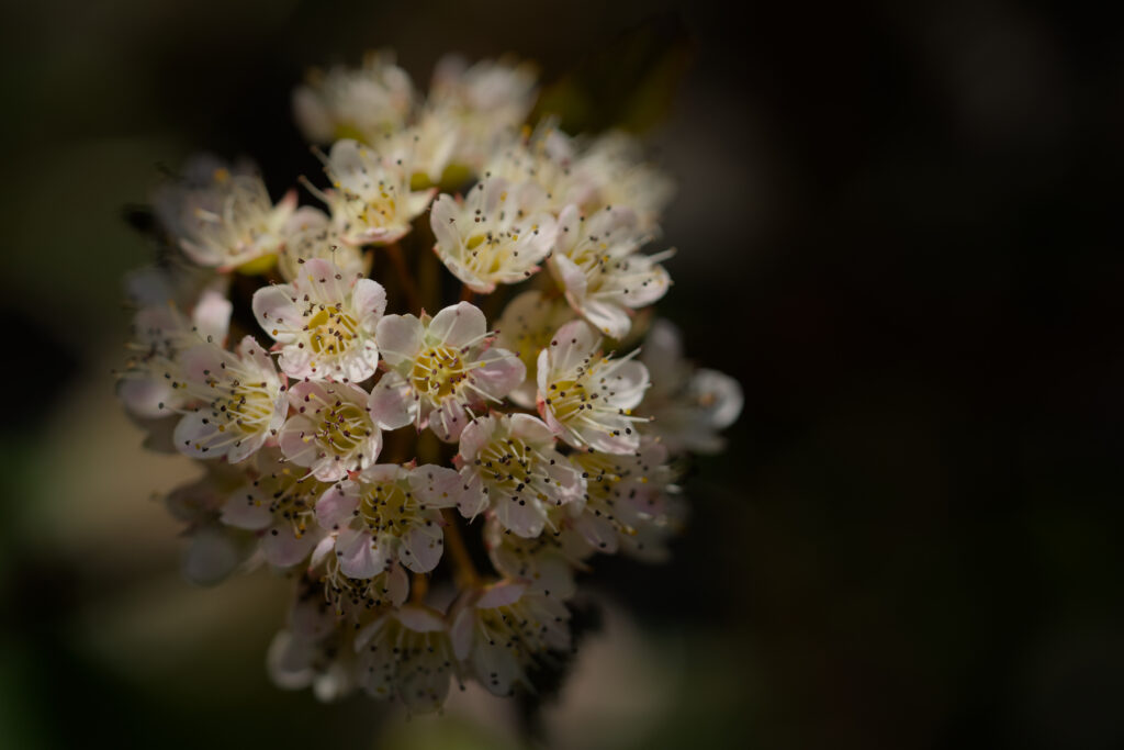 Delicate Flower Close-Up Wallpaper: Spring's Soft Natural Beauty