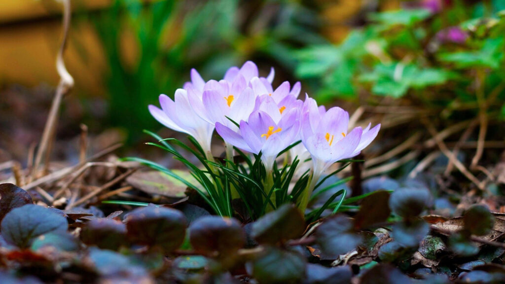 Delicate Spring Flowers Wallpaper: Purple Petals & Green Leaves