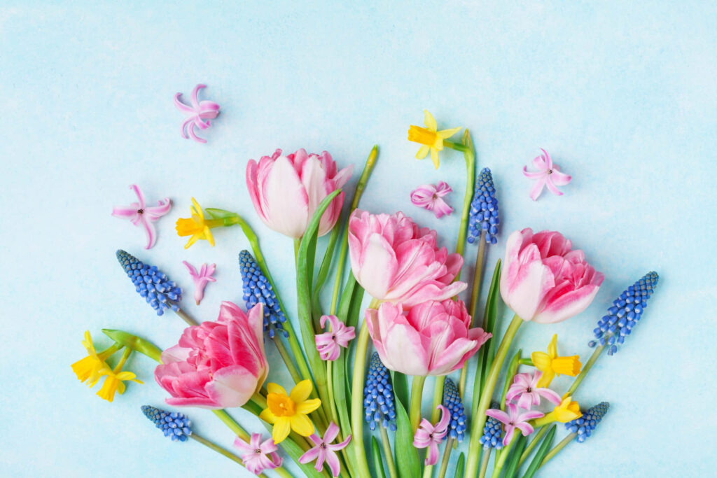 Spring Floral Wallpaper: Pink Tulips, Yellow Daffodils & Blue Background