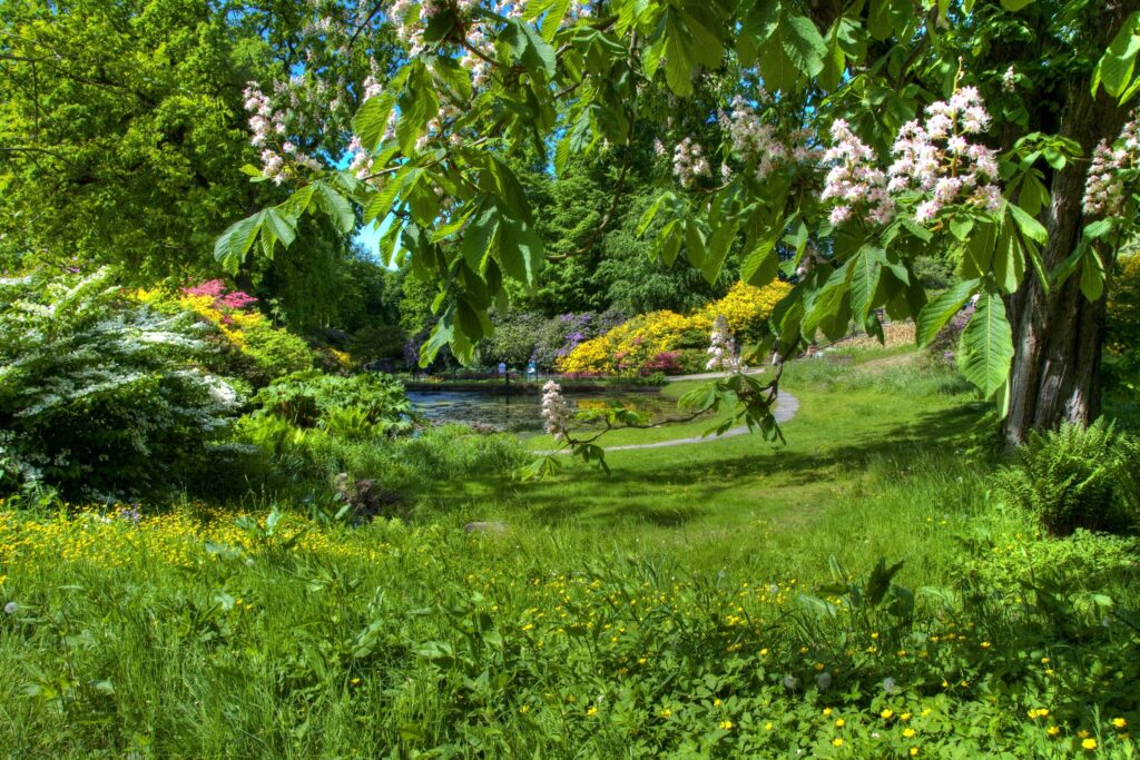 Lush spring garden wallpaper with flowering chestnut tree rich green leaves and blue sky background