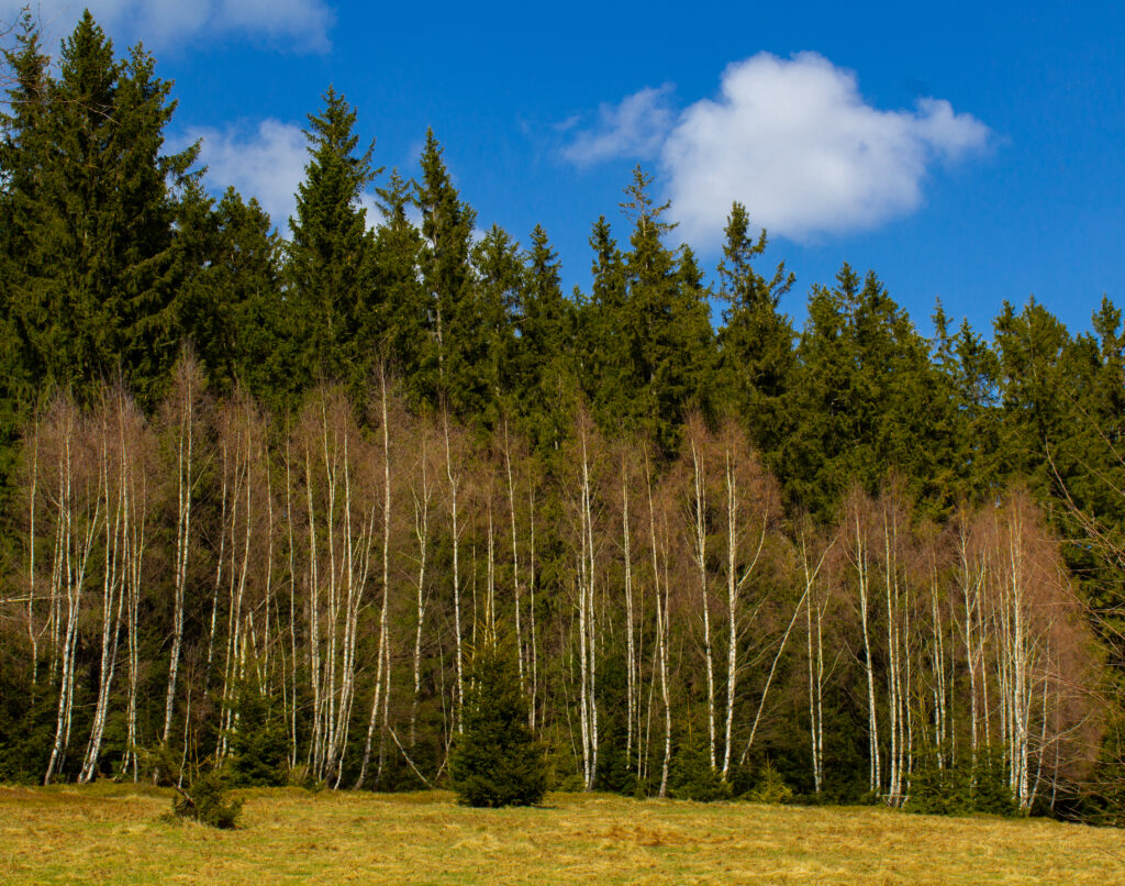 Serene spring glade with tall birch trees and lush evergreens under bright blue sky wallpaper