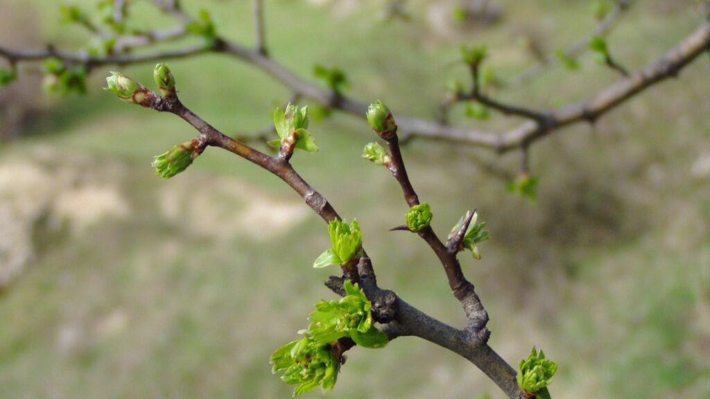 Close-up spring branches with fresh green buds and leaves on soft blurred natural background Wallpaper