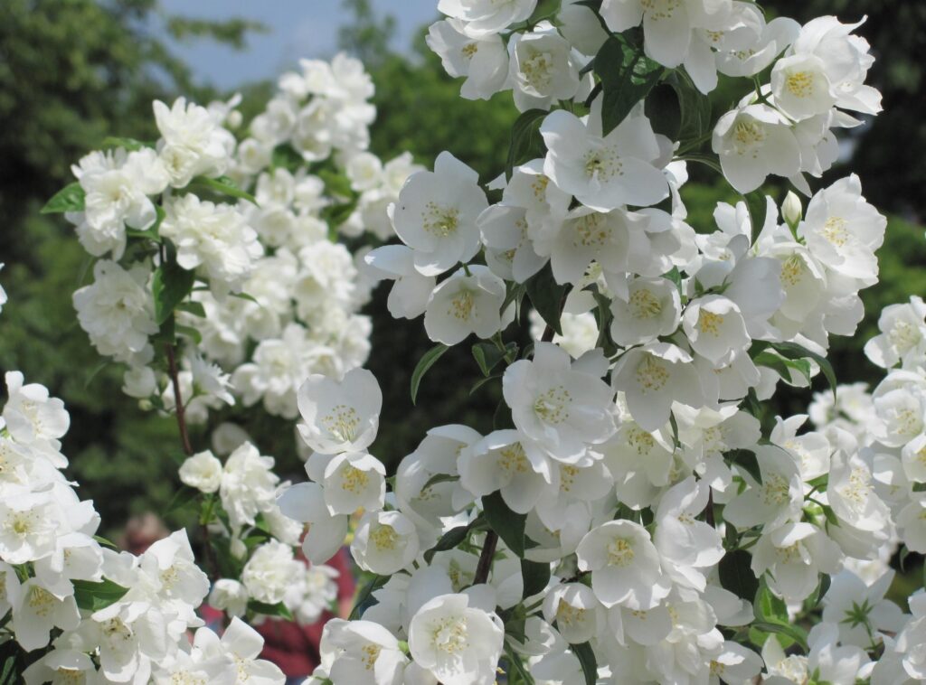 Spring White Jasmine Blooms Background with Delicate Greenery Wallpaper