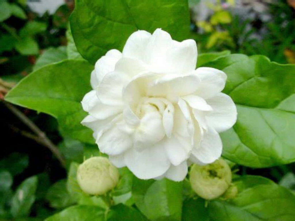 Spring Jasmine Flower Wallpaper with Lush Green Leaves Background
