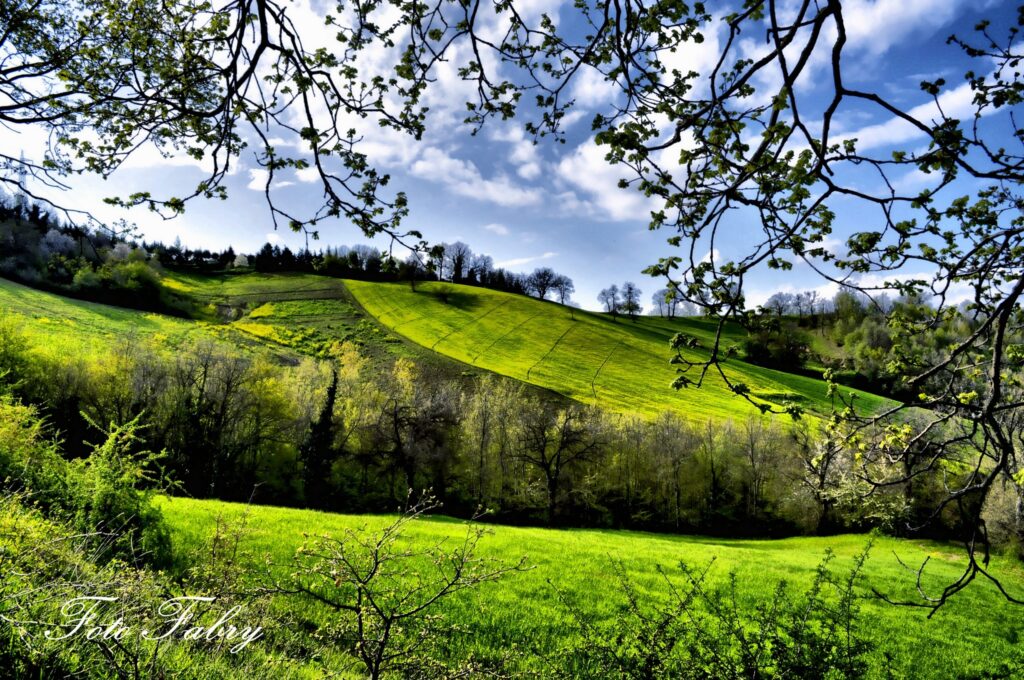 Spring wallpaper of rolling green fields with trees bright blue sky and budding branches