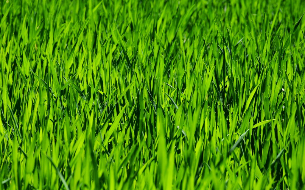 4K macro photo of vibrant green grass with crisp textures and bright natural sunlight background Wallpaper