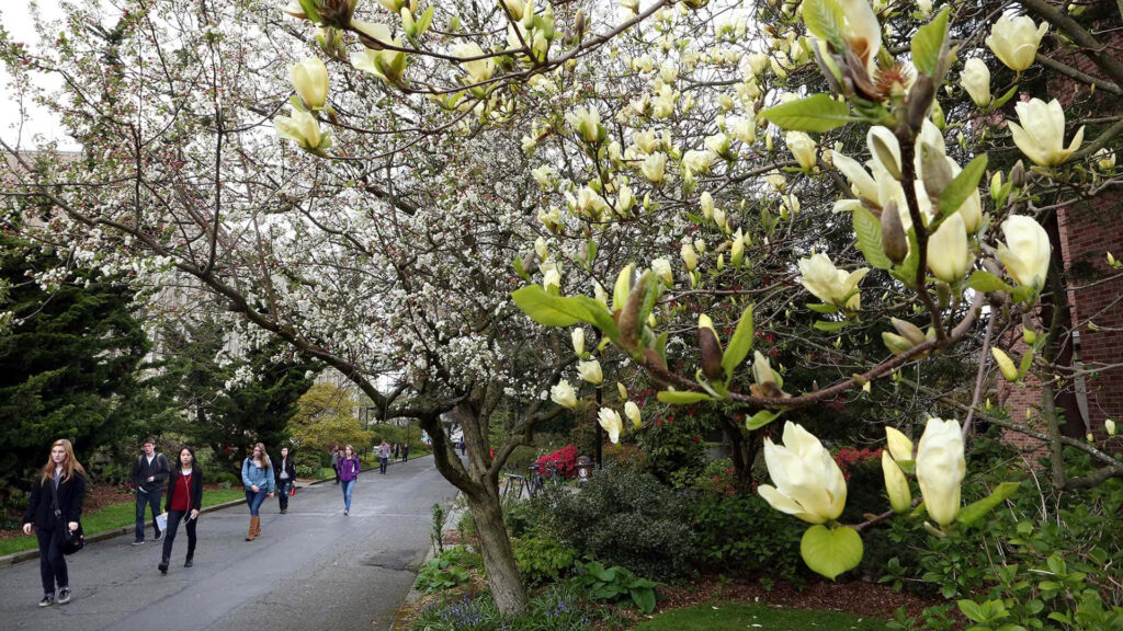 Serene Spring Wallpaper: Magnolias in Bloom for a Refreshing Background