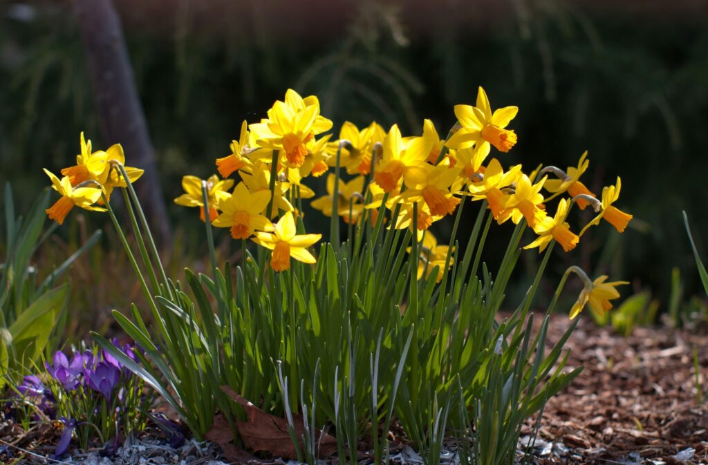 Vibrant Spring Wallpaper: Yellow Daffodils & Purple Crocuses Background