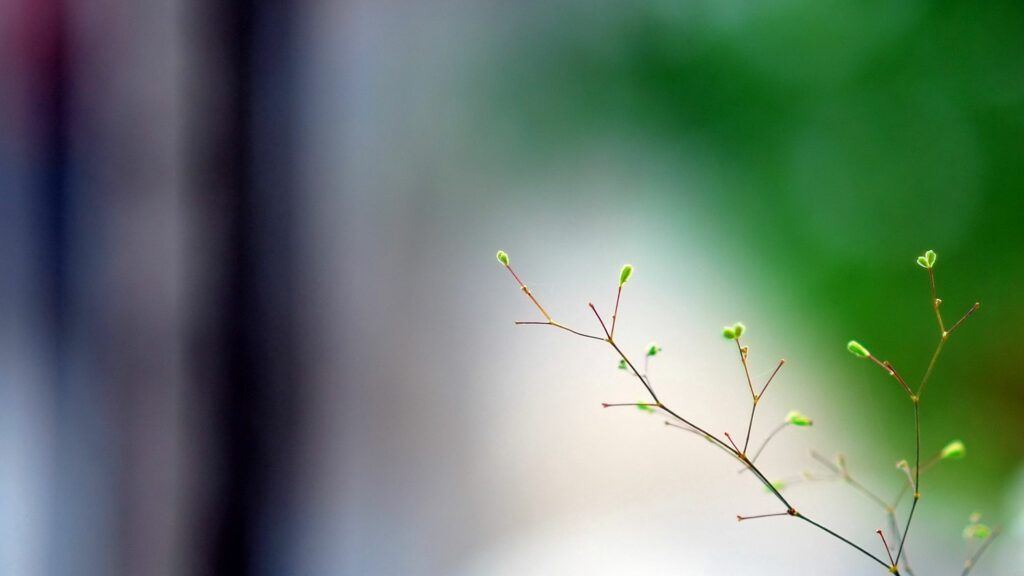 Minimalist Spring Wallpaper: Delicate Branch with Budding Leaves
