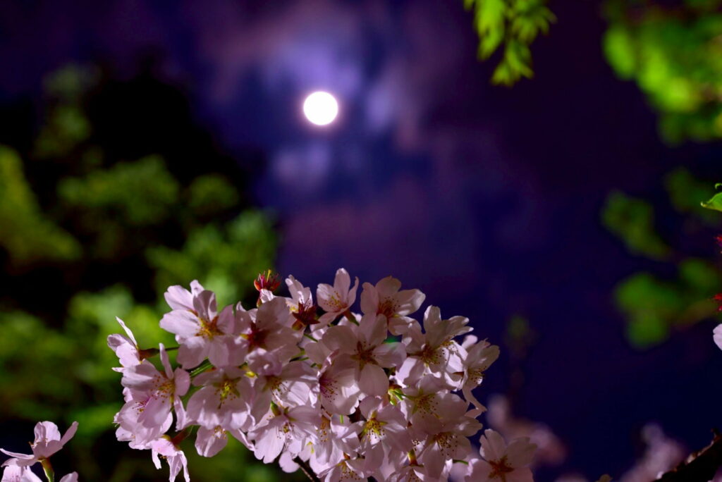 Blooming Night: Capturing the Spring Moon Amidst Cherry Blossoms Wallpaper