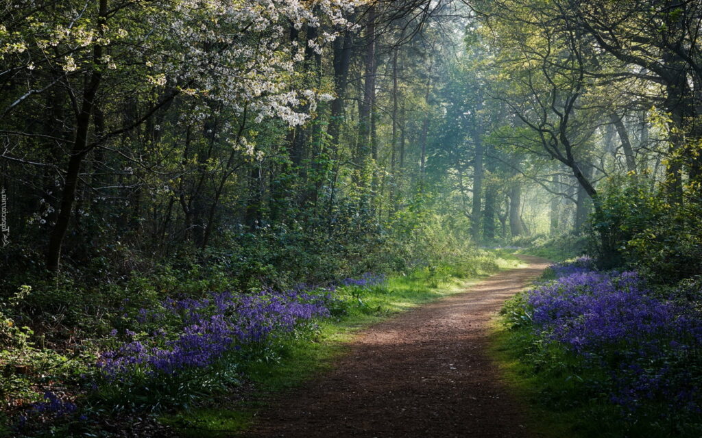 A Serene Stroll Through the Blossoming Forest: Spring Pathway HD Wallpaper
