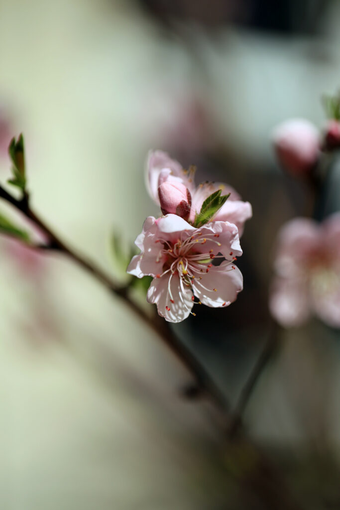 Delicate Peach Blossoms Wallpaper: Spring's Soft Pink Elegance
