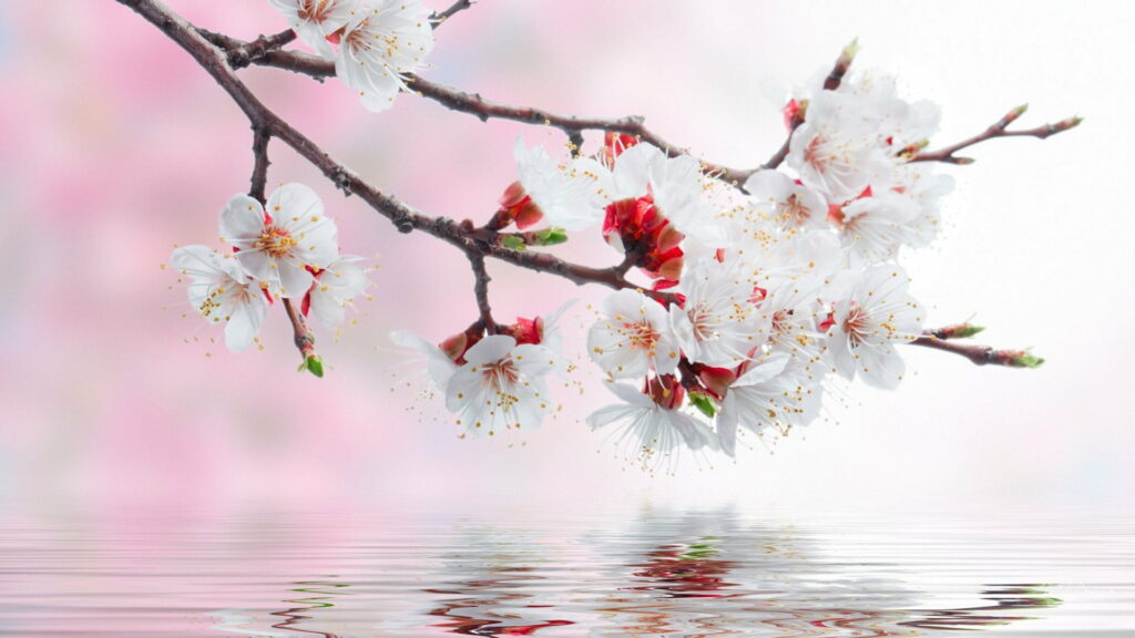 Nature's Mirror: Tranquil Spring Reflection in a Blossoming Sakura Grove Wallpaper