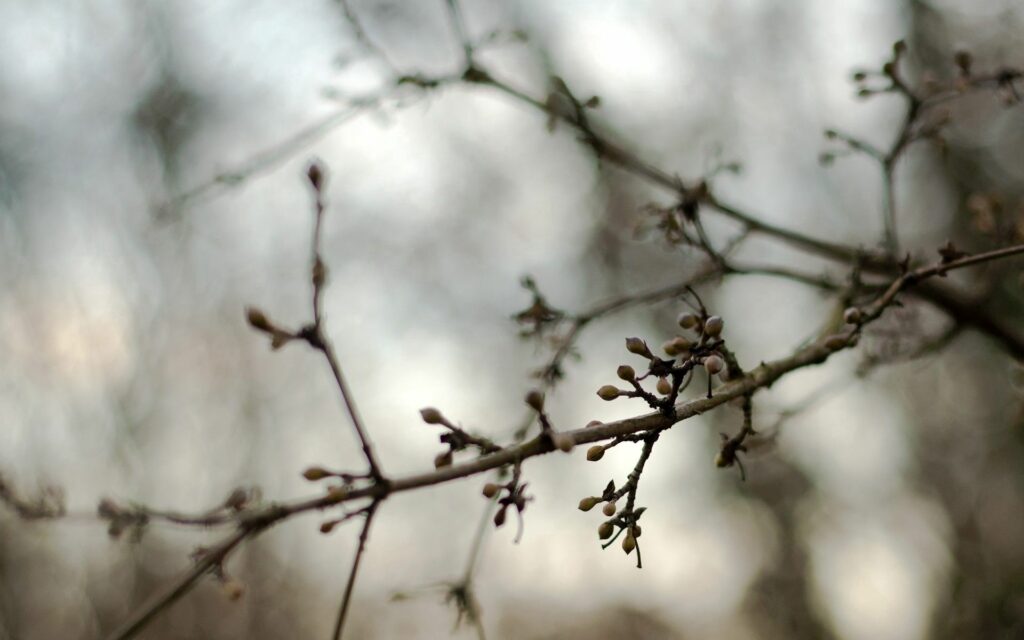 Delicate spring branches with buds soft focus wallpaper natural renewal muted brown background
