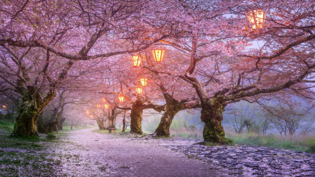 Springtime Serenade: A Floral Journey Through Nature's Blossoming Pathway Wallpaper