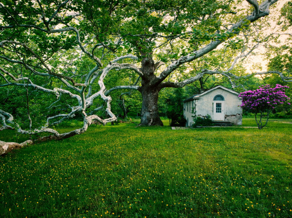 Enchanting Spring Splendor: Majestic Ancient Tree Amidst Lush Greenery and Serene Landscape Wallpaper