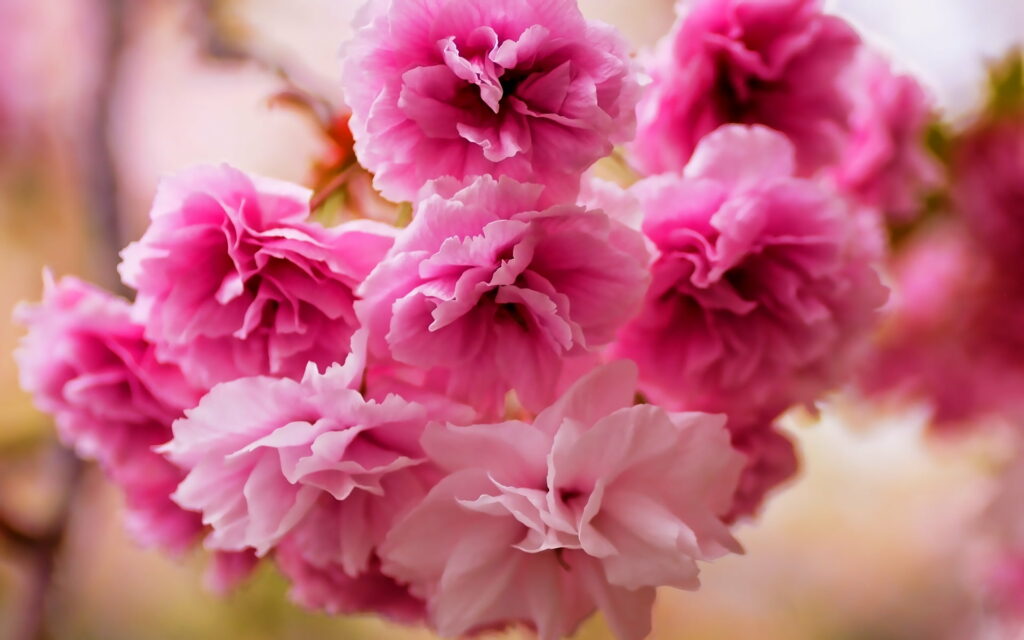 Pink Petals: Captivating Cherry Blossoms in a Springtime Symphony Wallpaper