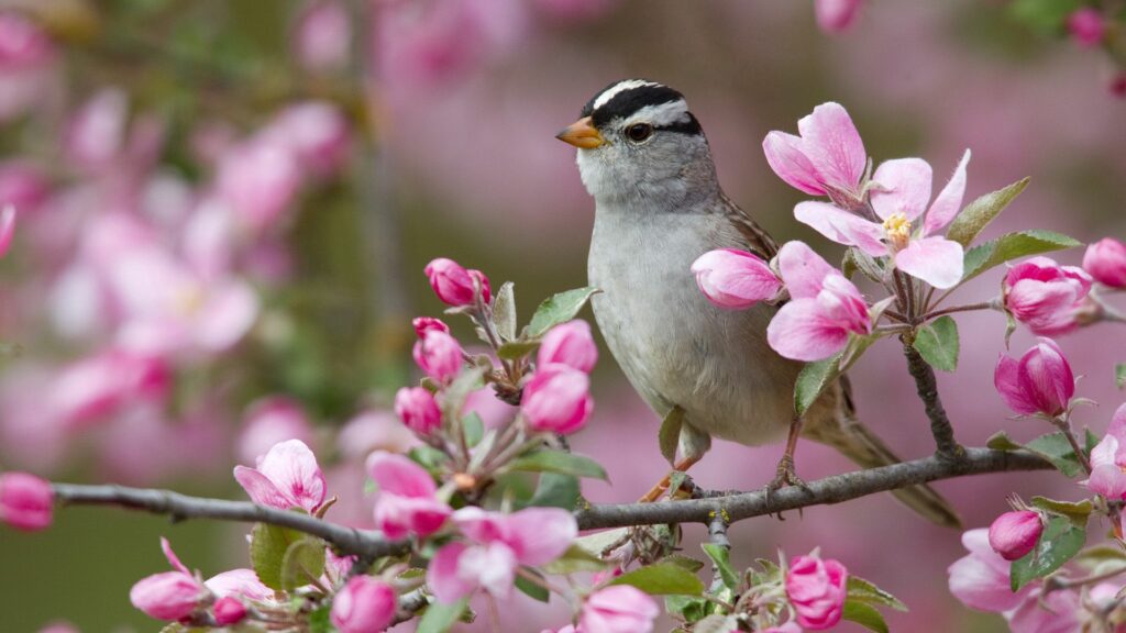 Spring Sparrow Wallpaper: Vibrant Pink Flowers & Nature's Tranquility