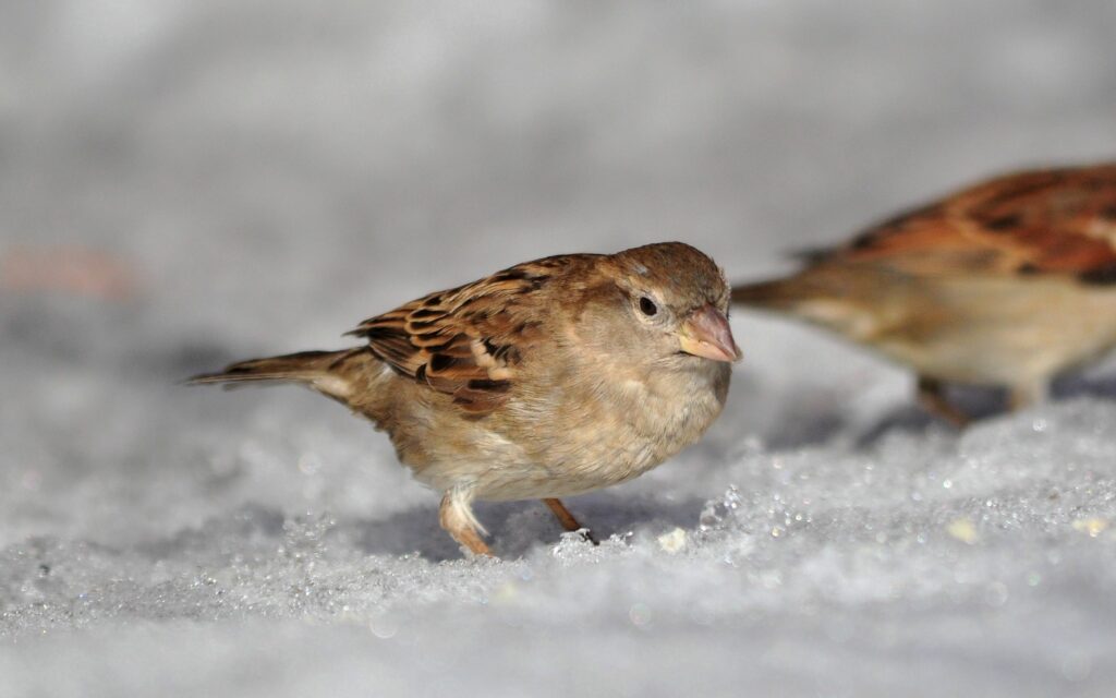 Spring Sparrow Macro Wallpaper: Snowy Background & Sunlit Feathers