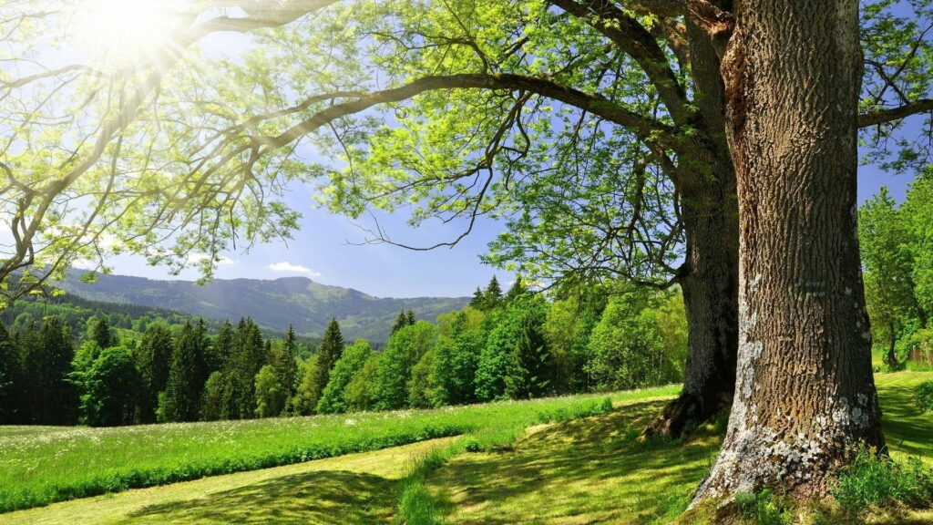 Tranquil Spring: A Majestic Tree in a Scenic Field Wallpaper