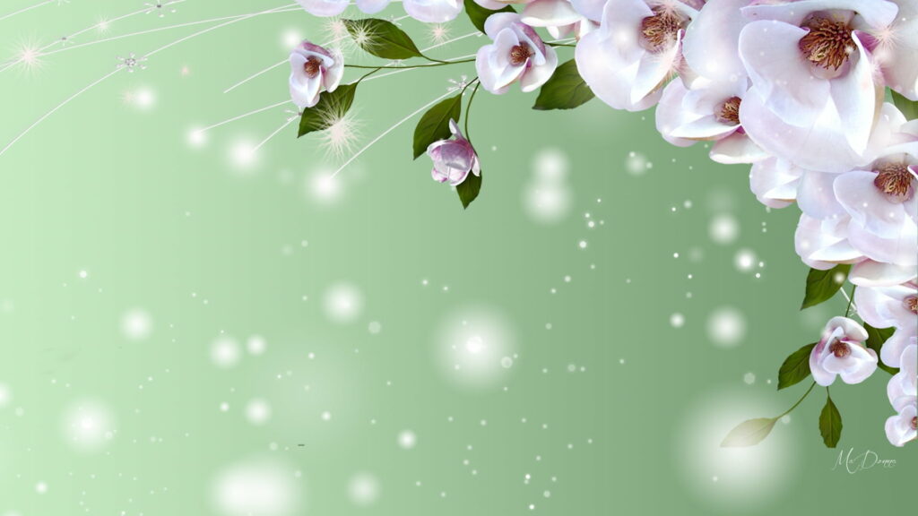 Blooming Beauty: Captivating Cherry Blossoms in Spring's Delightful Embrace Wallpaper