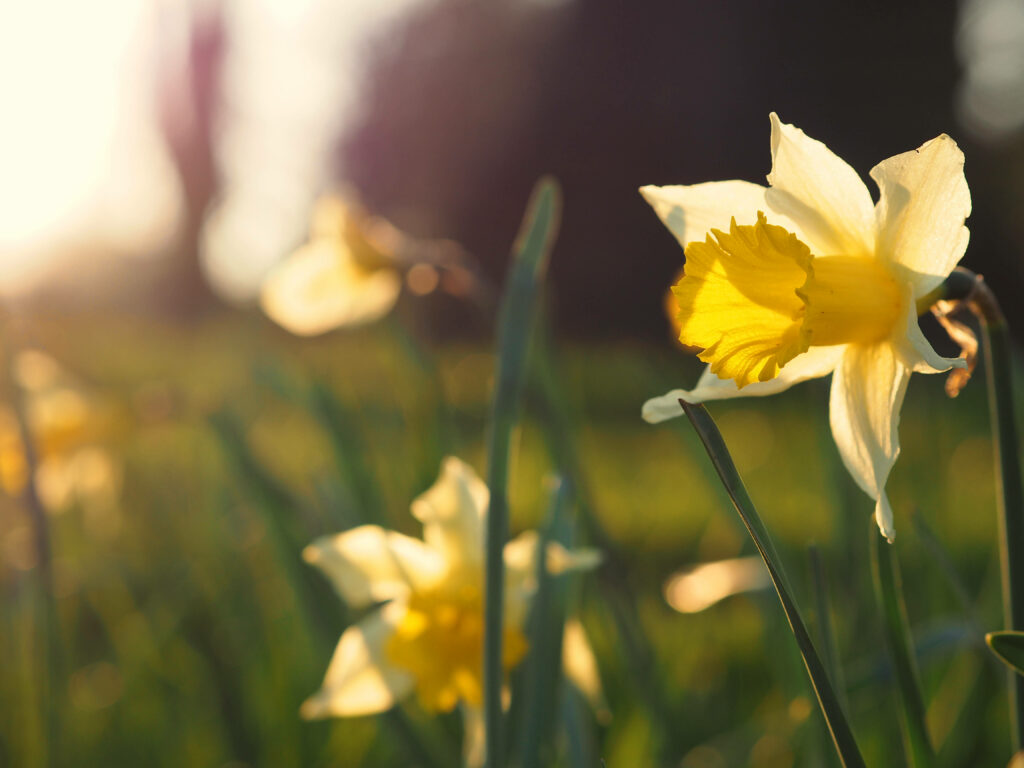 Tranquil Daffodil Wallpaper: Spring Sunset Beauty Over Greenery