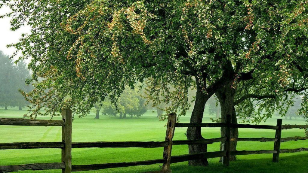 Rustic wooden fence by lush green meadow under blossoming tree in serene spring landscape wallpaper