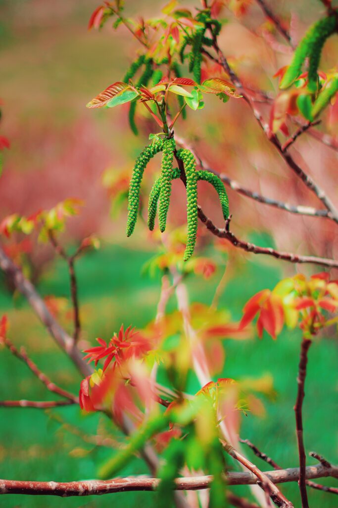 Spring tree wallpaper with fresh green catkins new leaves warm sunlight vibrant lush foliage
