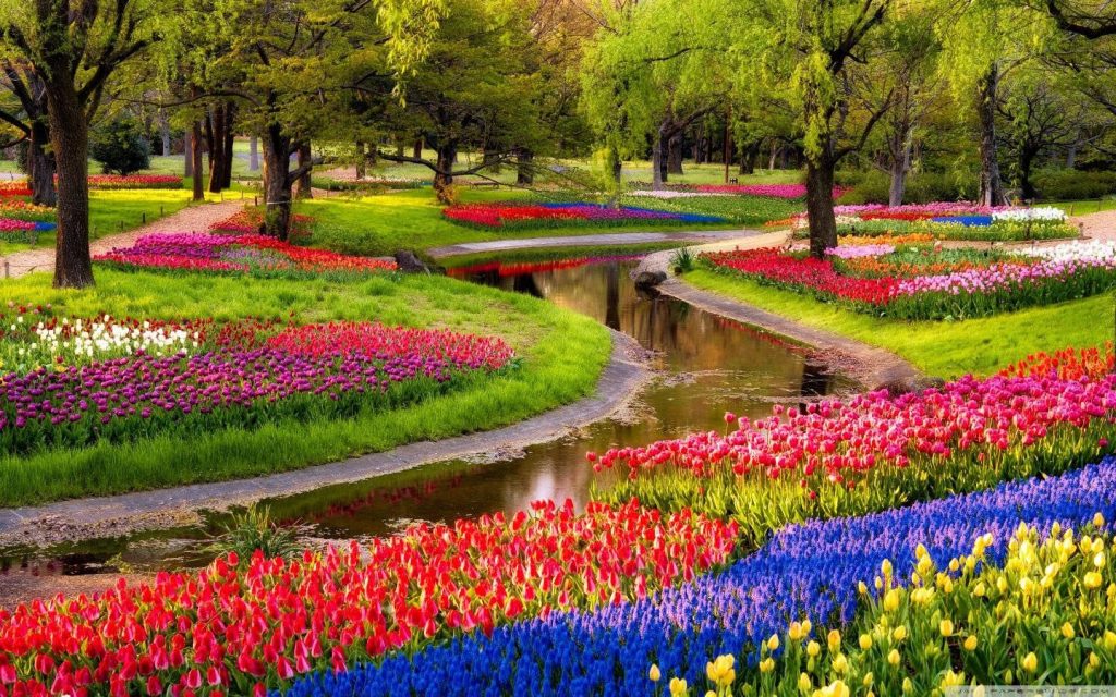 Spring tulip garden wallpaper with vibrant red purple blue yellow flowers and winding stream