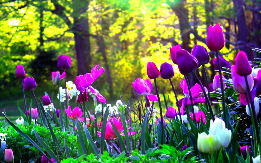 Spring Tulip Garden Wallpaper: Vibrant Blooms & Serene Backdrop
